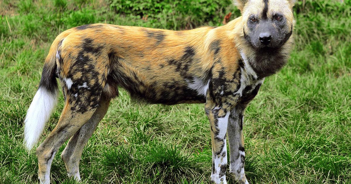 Pictures of African Wild Dog