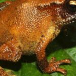 Pictures of African Tree Toad