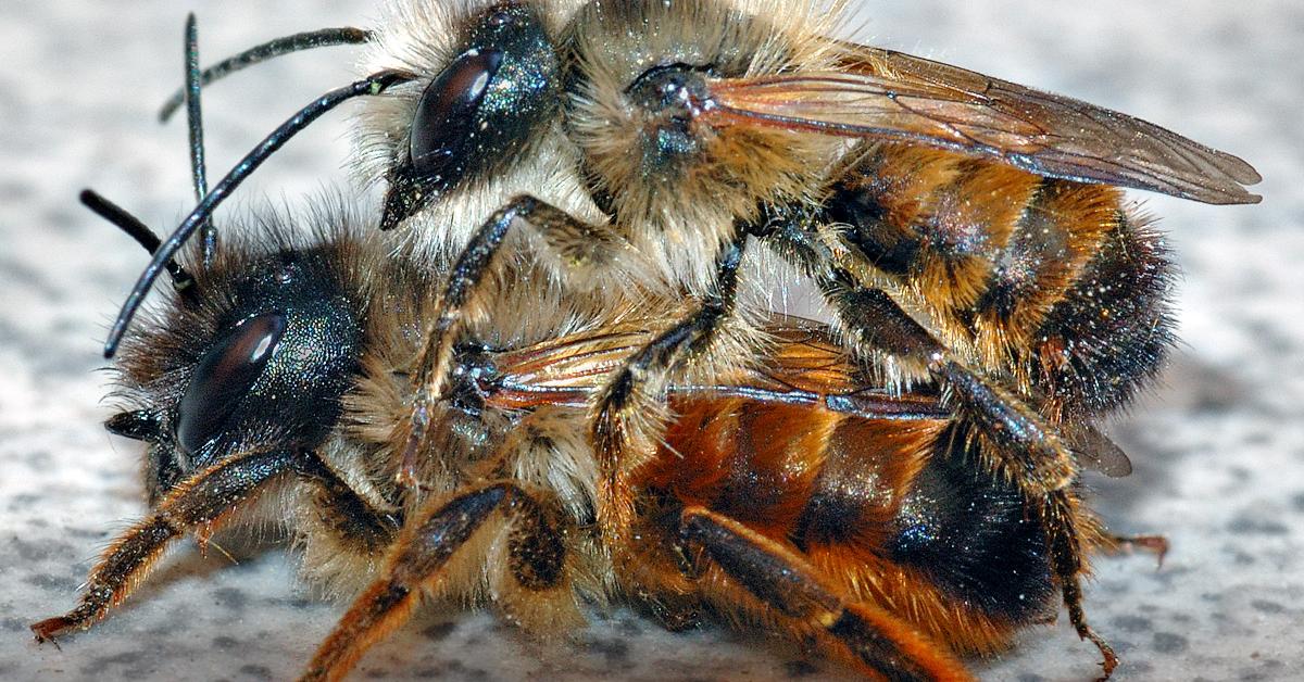 Pictures of Mason Bee