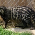 Pictures of African Civet