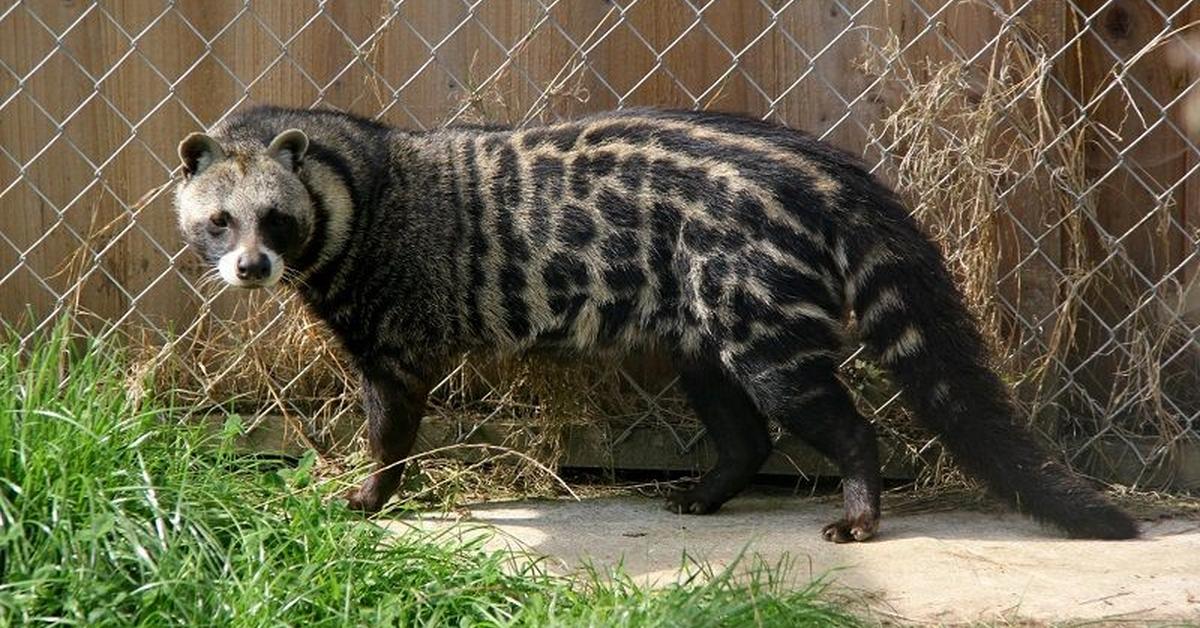 Pictures of African Civet