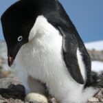 Pictures of Adélie Penguin