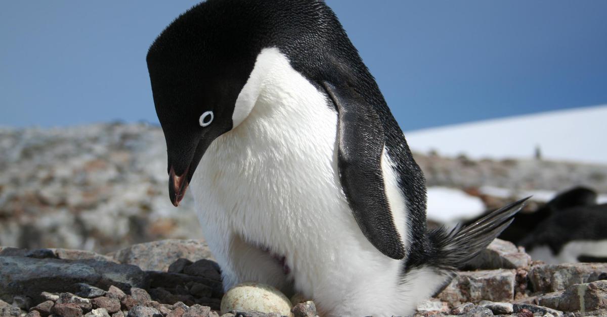 Pictures of Adélie Penguin