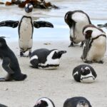 Pictures of African Penguin