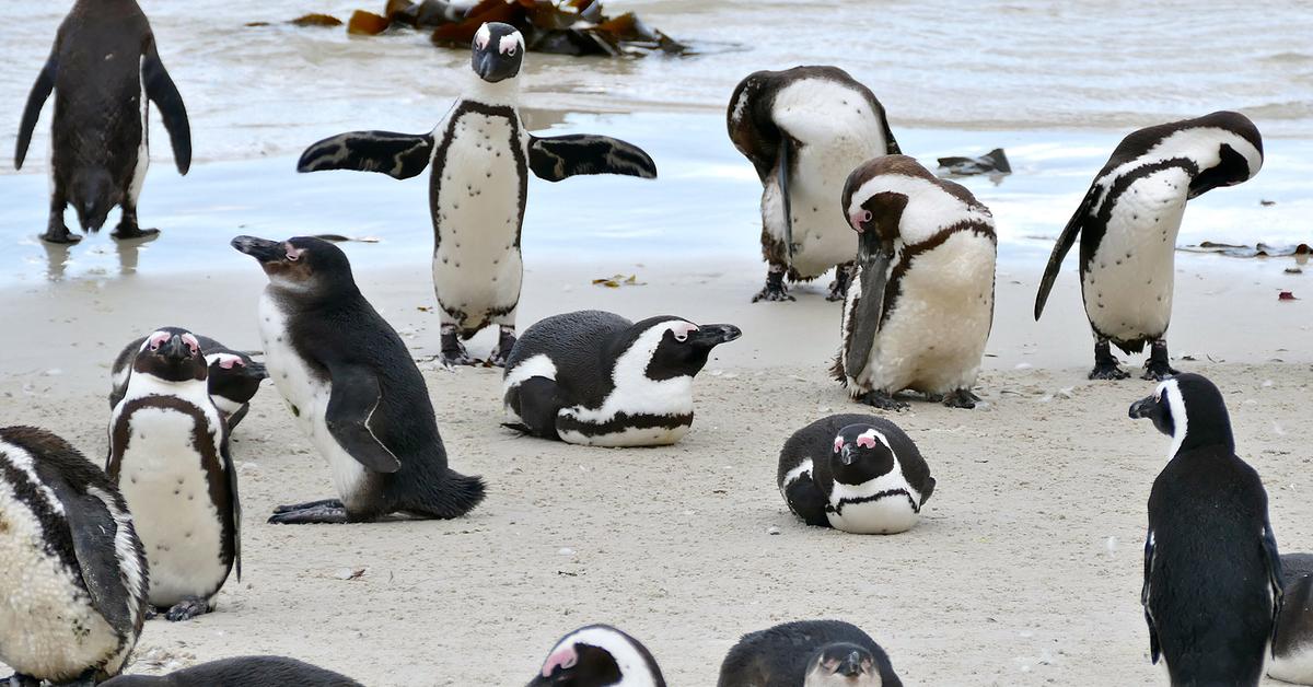 Pictures of African Penguin