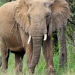 Pictures of African Forest Elephant