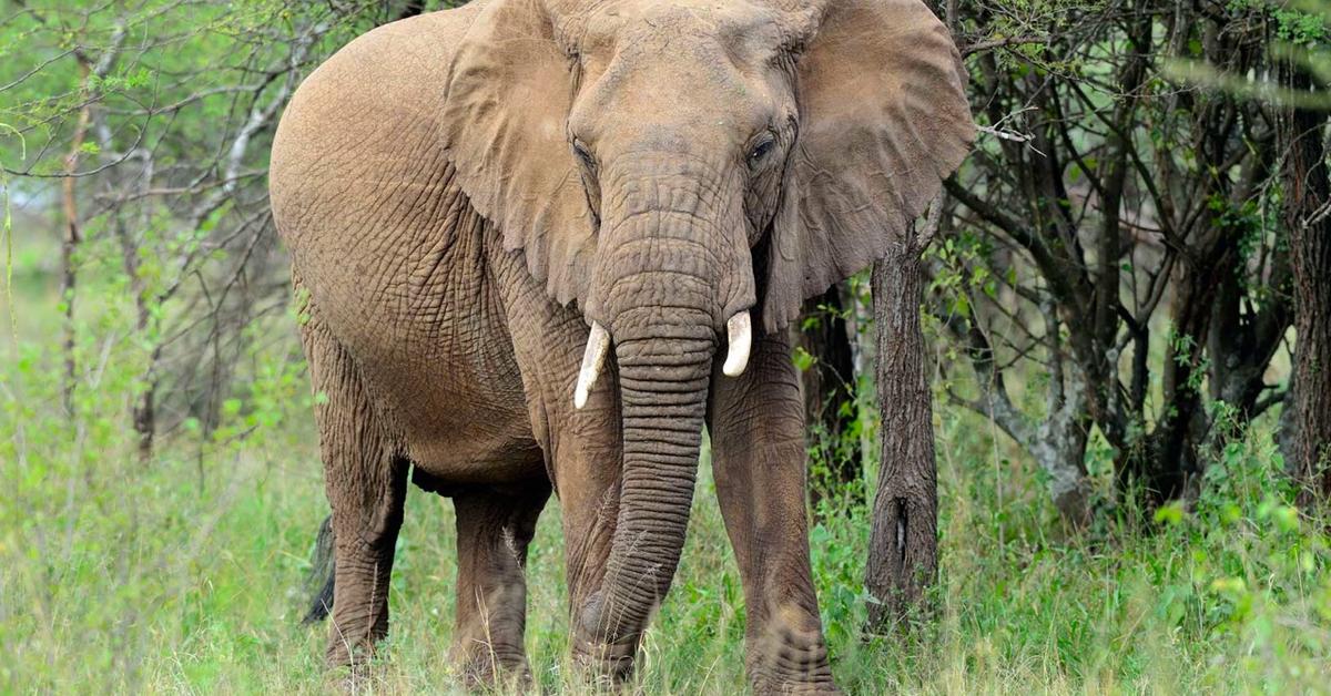 Pictures of African Forest Elephant