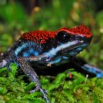 Pictures of Poison Dart Frog