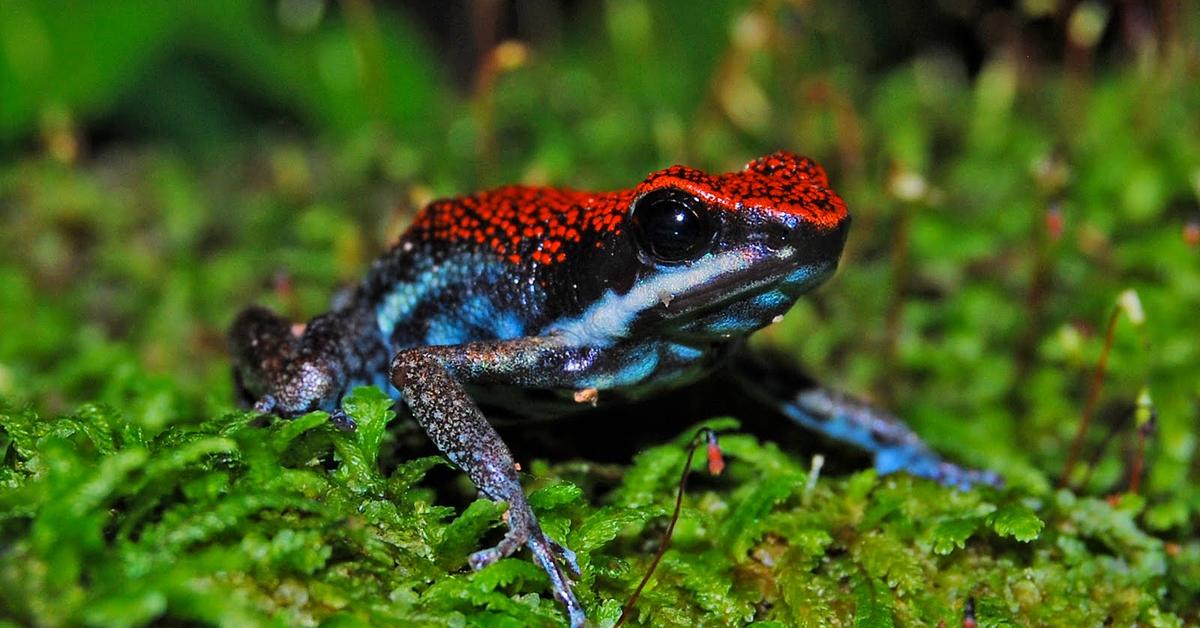 Pictures of Poison Dart Frog