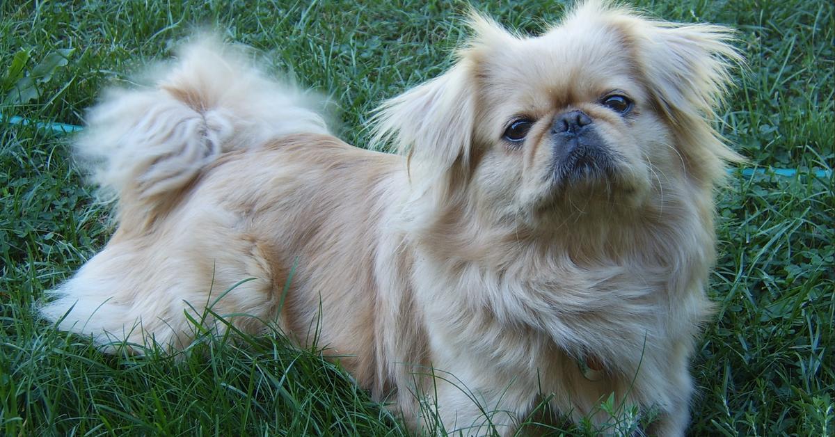 Pictures of Pekingese