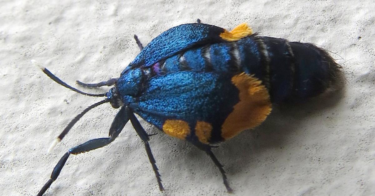 Pictures of Bagworm Moth