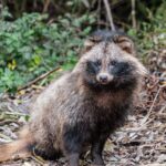 Pictures of Raccoon Dog