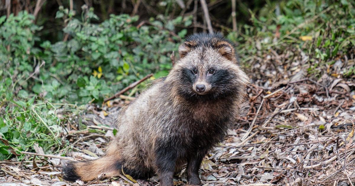 Pictures of Raccoon Dog