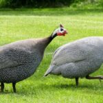 Pictures of Guinea Fowl