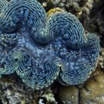 Pictures of Giant Clam