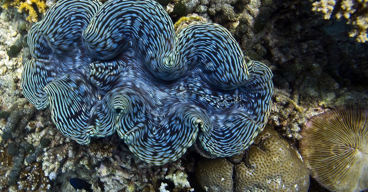 Pictures of Giant Clam
