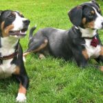 Pictures of Entlebucher Mountain Dog