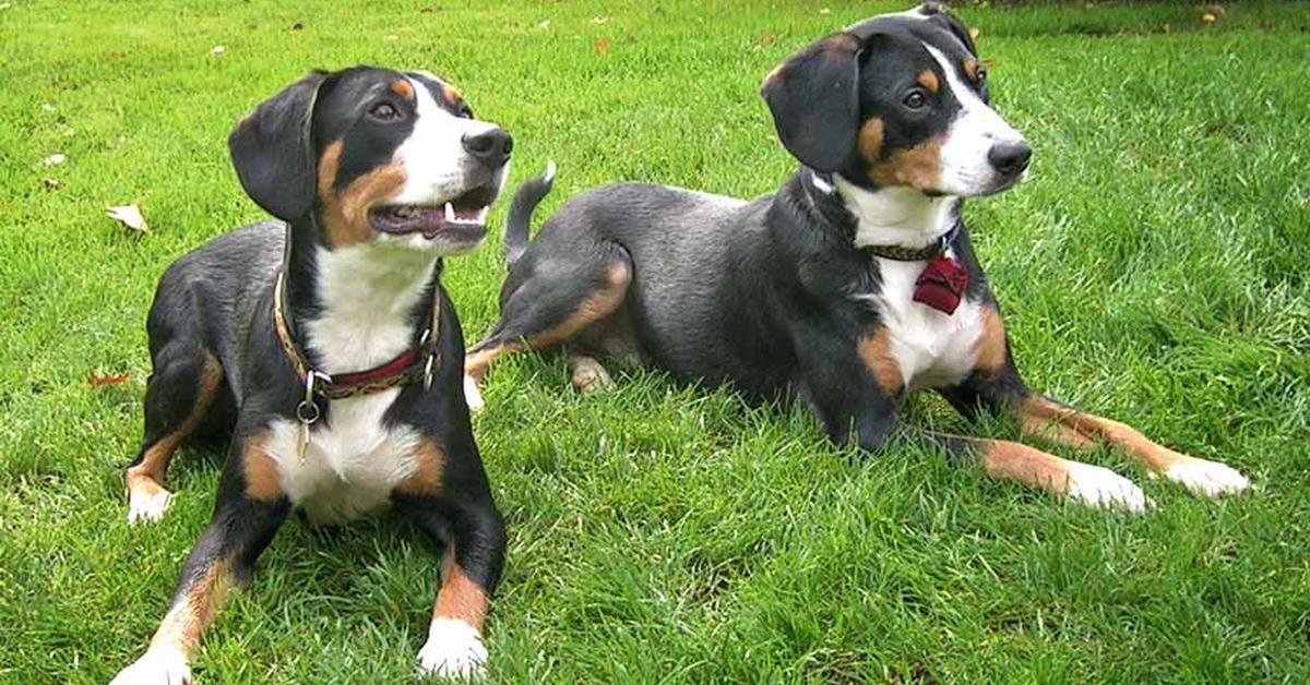 Pictures of Entlebucher Mountain Dog