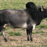 Pictures of Zebu