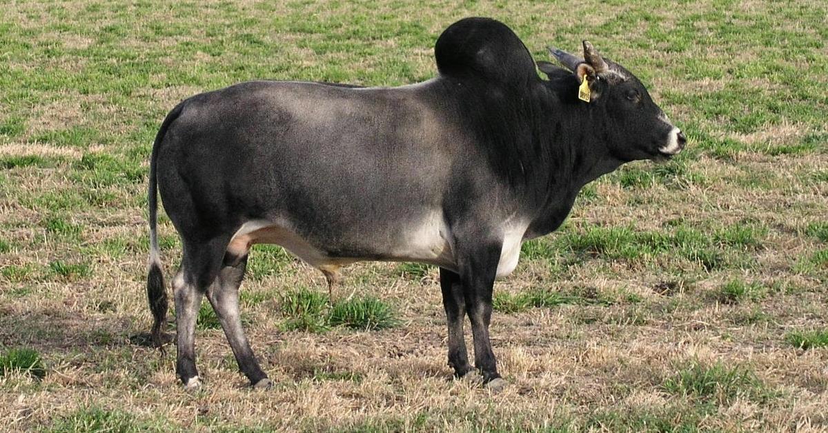 Pictures of Zebu