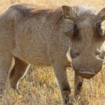 Pictures of Warthog