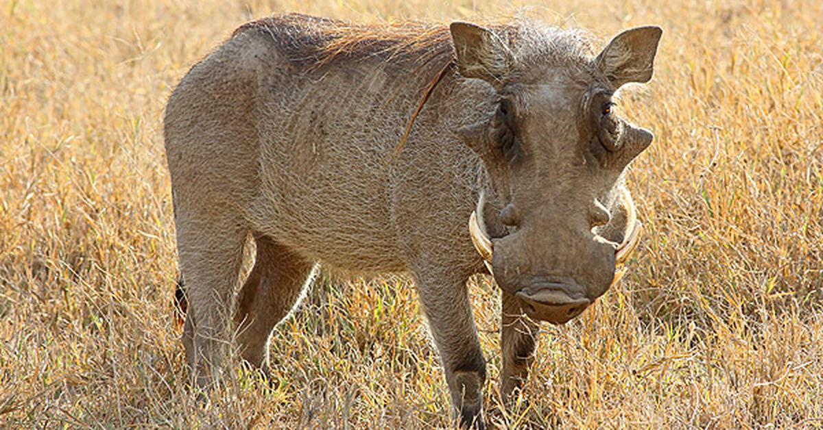 Pictures of Warthog