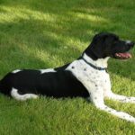 Pictures of Pointer