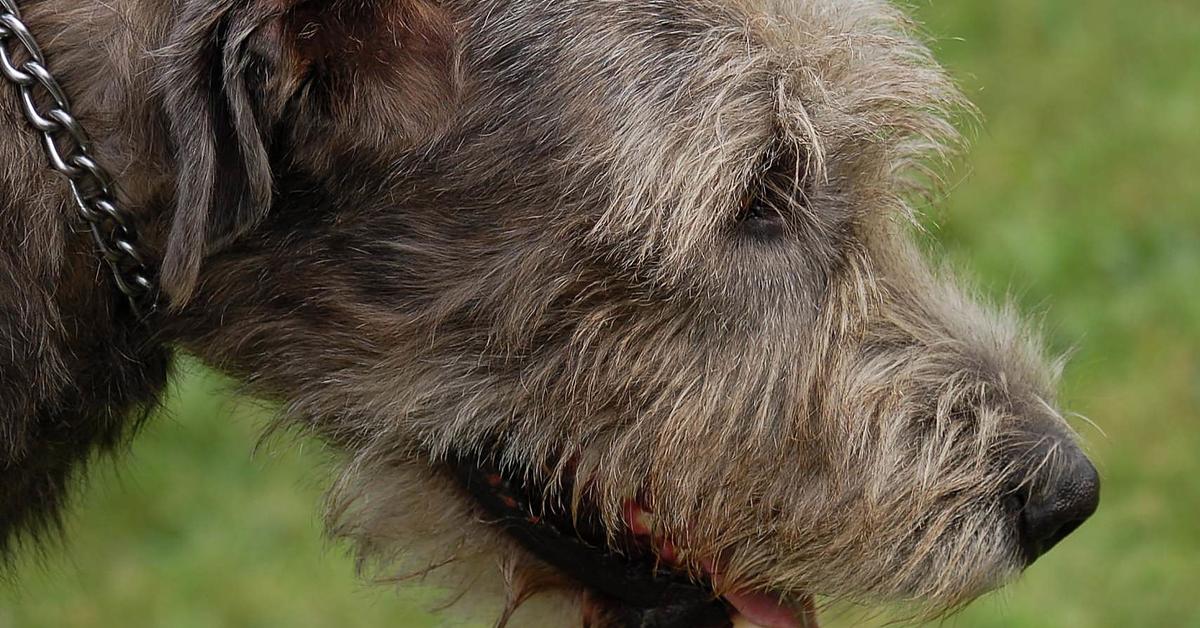 Pictures of Irish Wolfhound