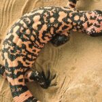 Pictures of Gila Monster