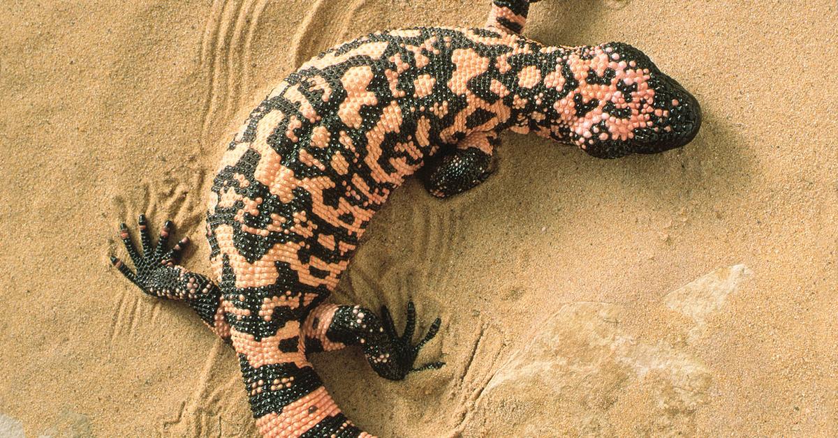 Pictures of Gila Monster