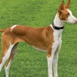 Pictures of Ibizan Hound