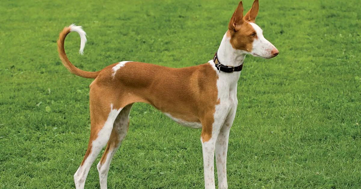 Pictures of Ibizan Hound