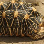 Pictures of Indian Star Tortoise