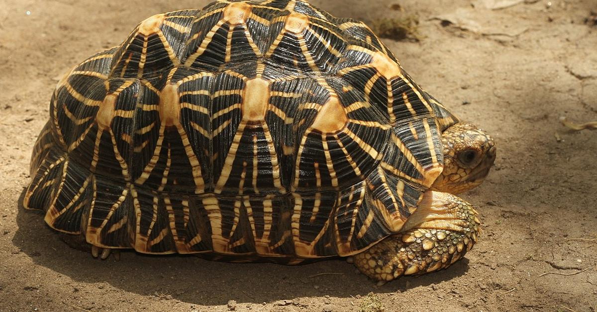 Pictures of Indian Star Tortoise