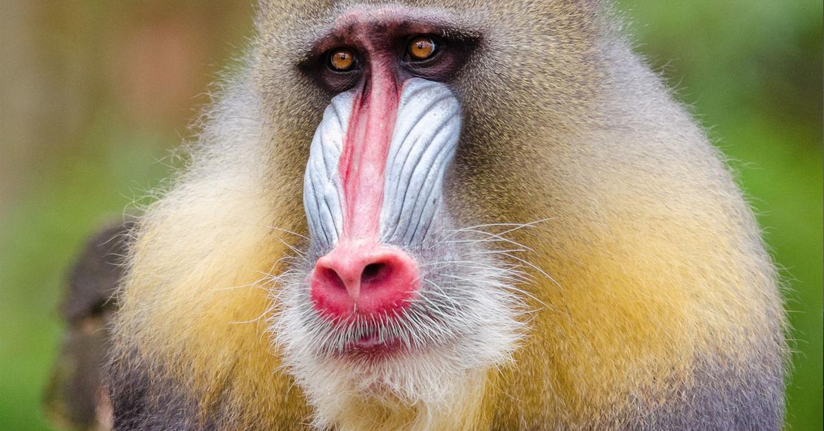 Pictures of Mandrill