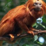 Pictures of Golden Lion Tamarin