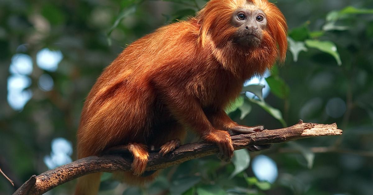 Pictures of Golden Lion Tamarin