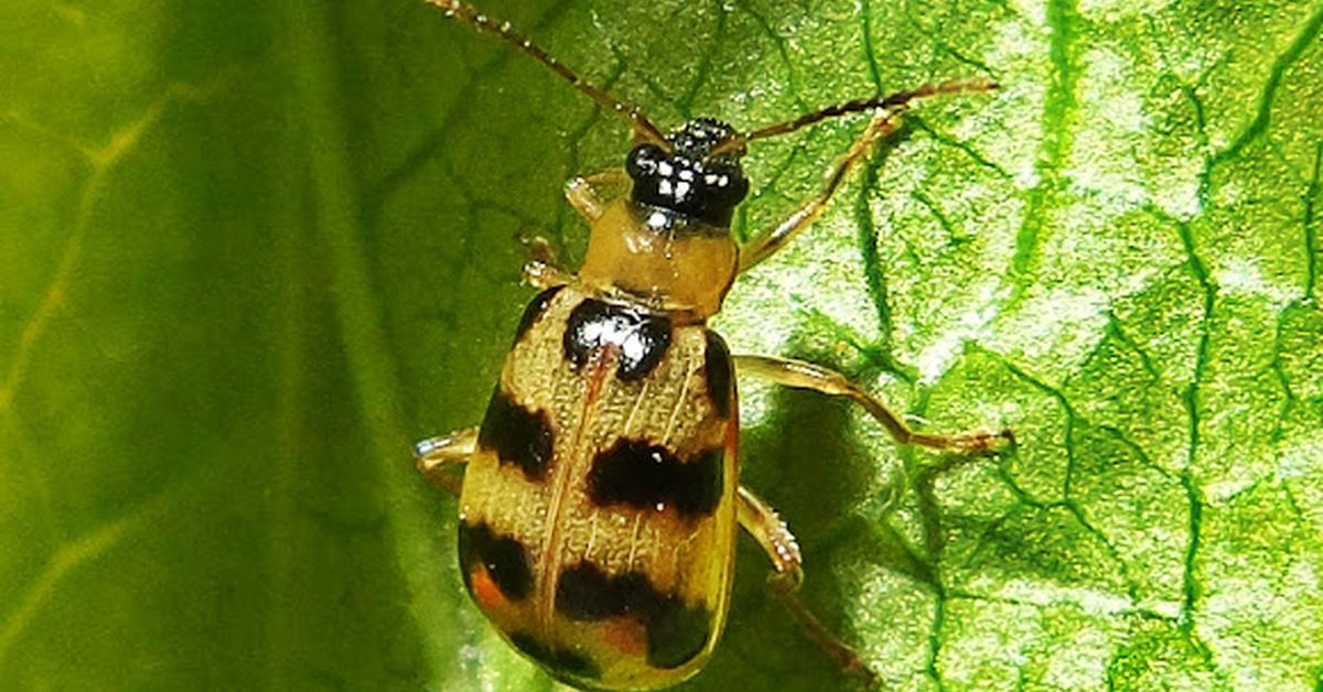 Pictures of Cucumber Beetle