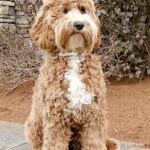 Pictures of Labradoodle