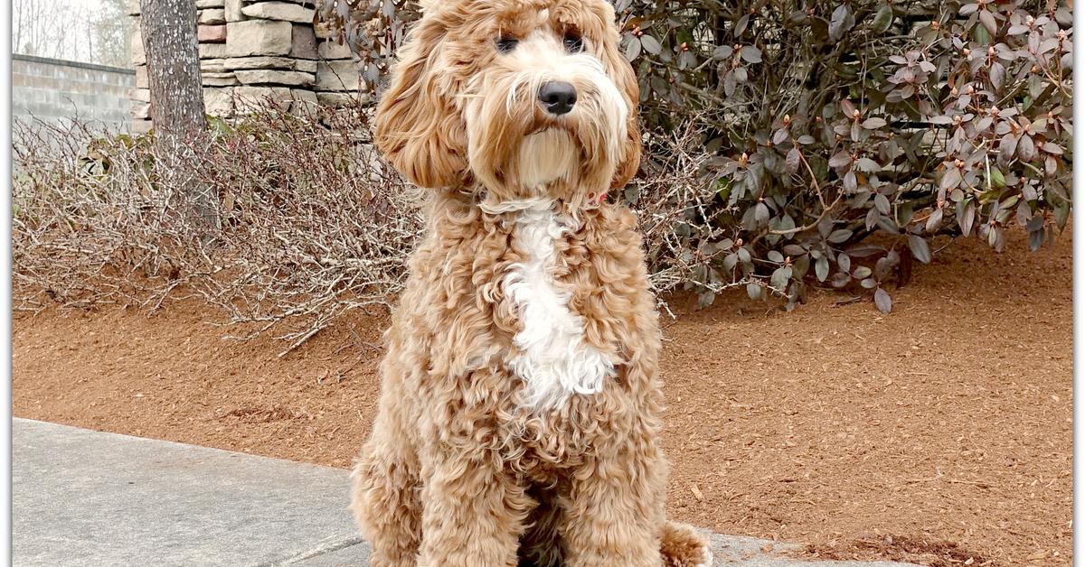 Pictures of Labradoodle