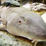 Pictures of Nurse Shark