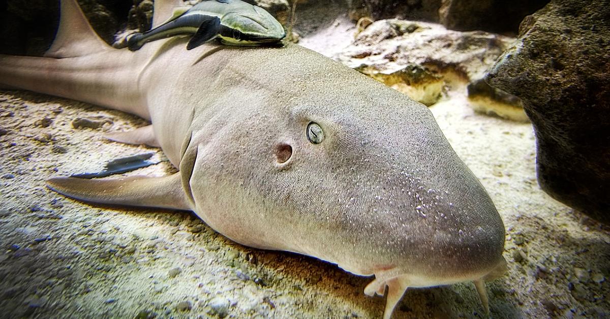 Pictures of Nurse Shark