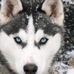 Pictures of Siberian Husky