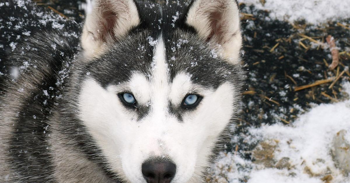 Pictures of Siberian Husky