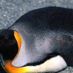 Pictures of King Penguin