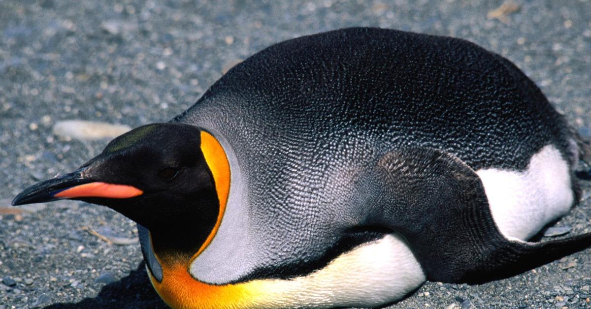 Pictures of King Penguin