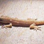 Pictures of Gecko