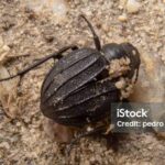 Pictures of Carrion Beetle