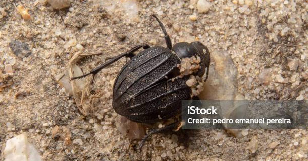 Pictures of Carrion Beetle