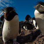 Pictures of Rockhopper Penguin